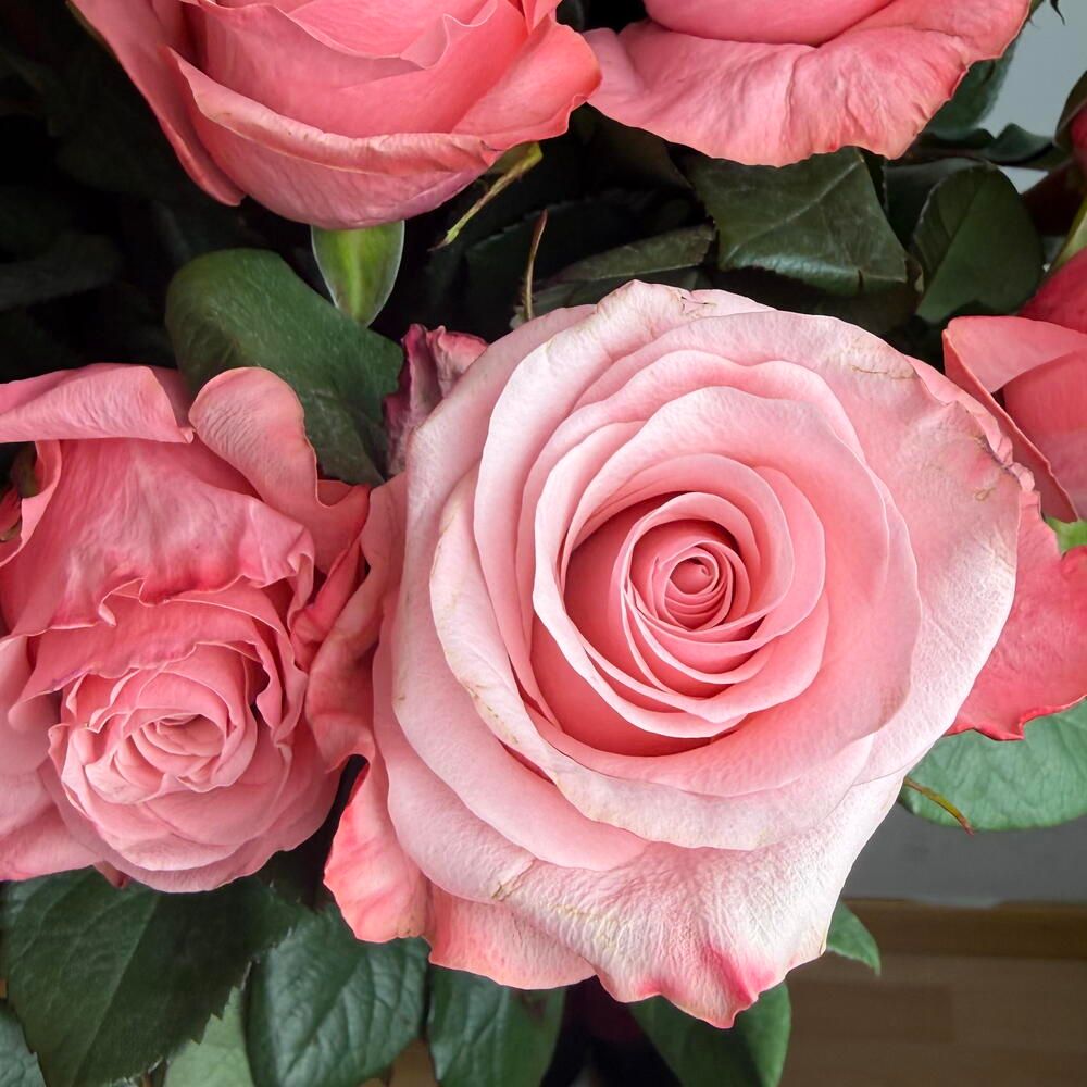 Ramo de 31 rosas rosadas