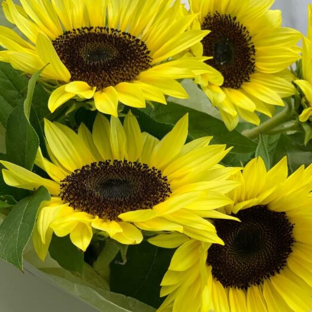 Ramo de girasoles, 5 girasoles (foto 5)
