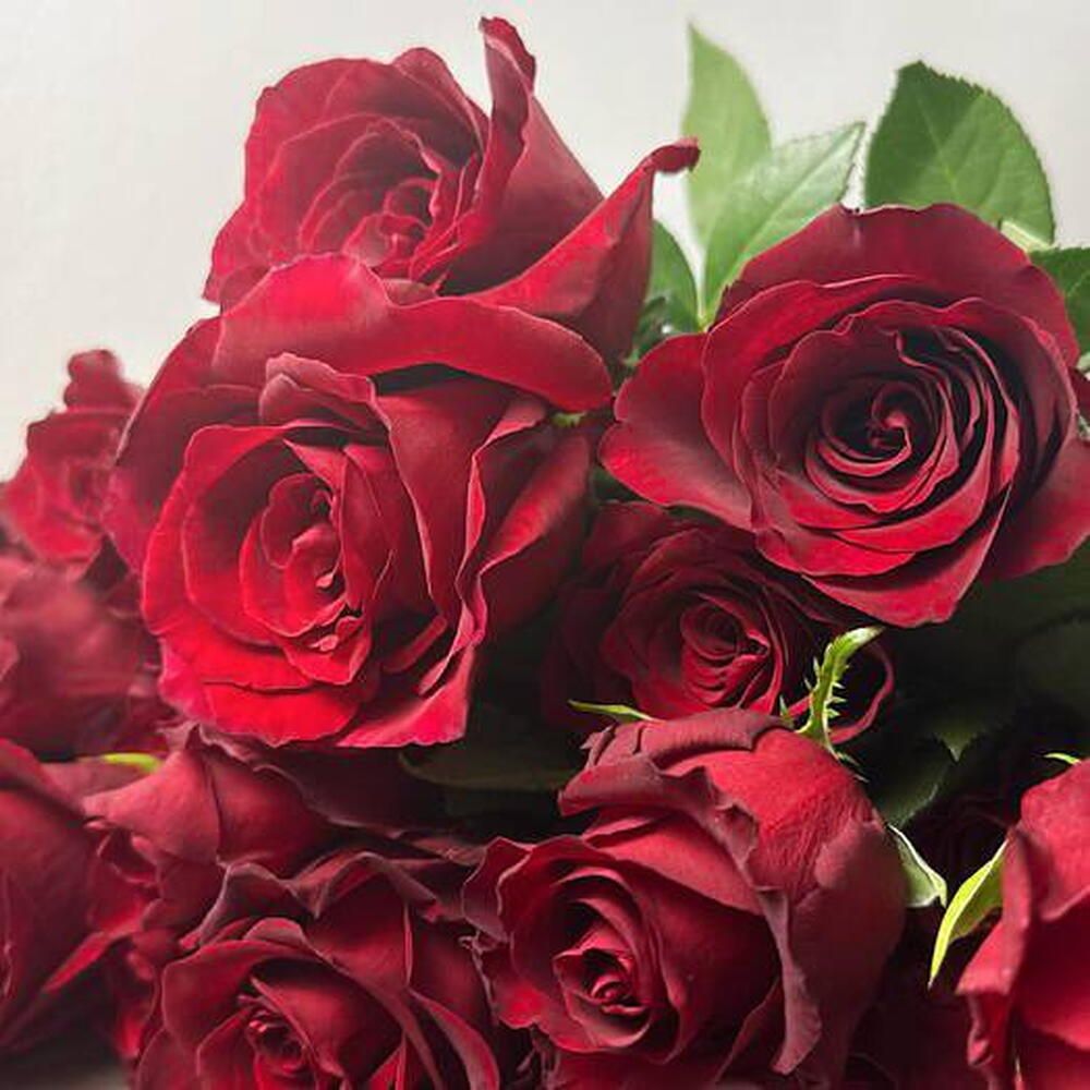 Rosas rojas de tallo largo y botón grande, en primer plano