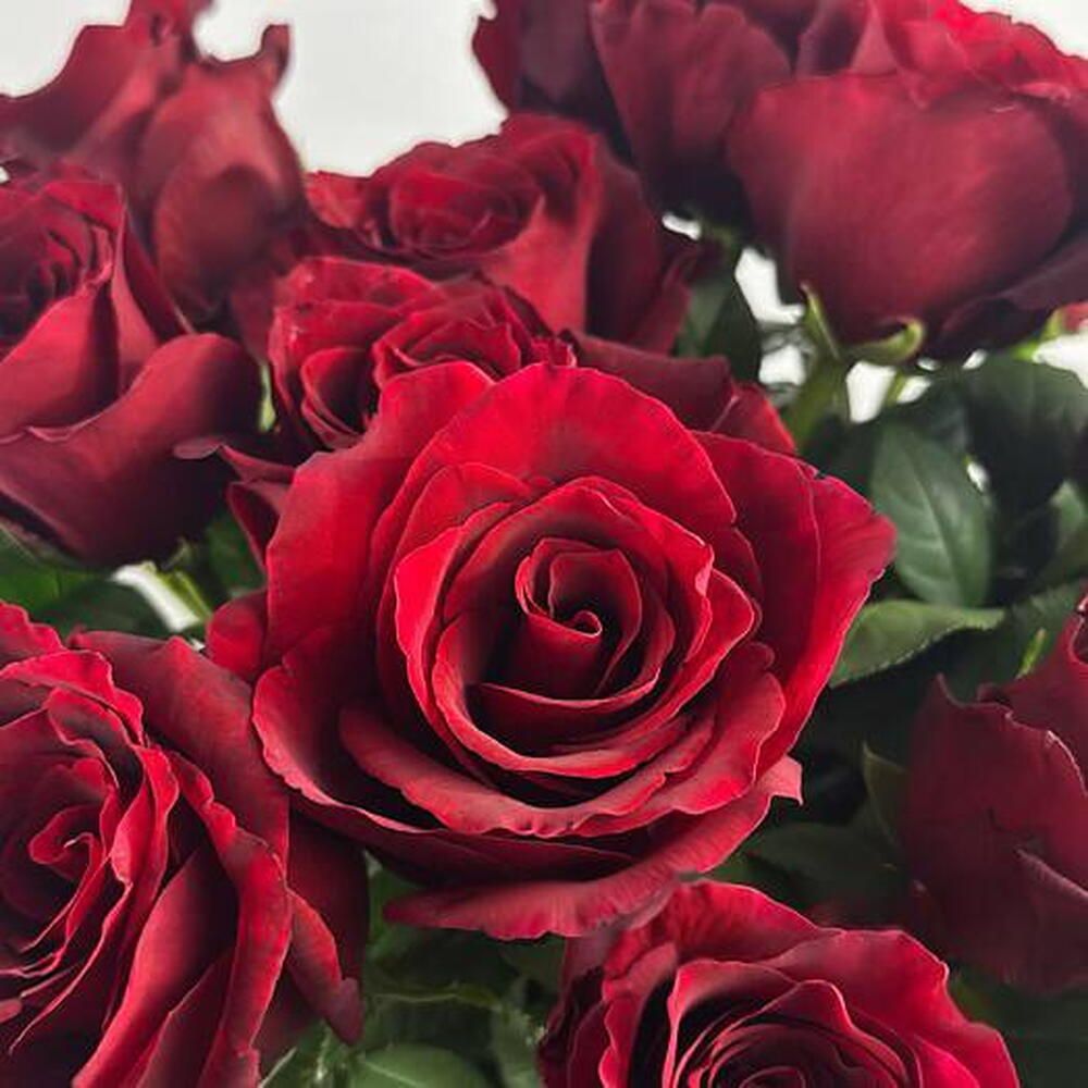 Ramo de rosas rojas, 75 rosas (foto 3)